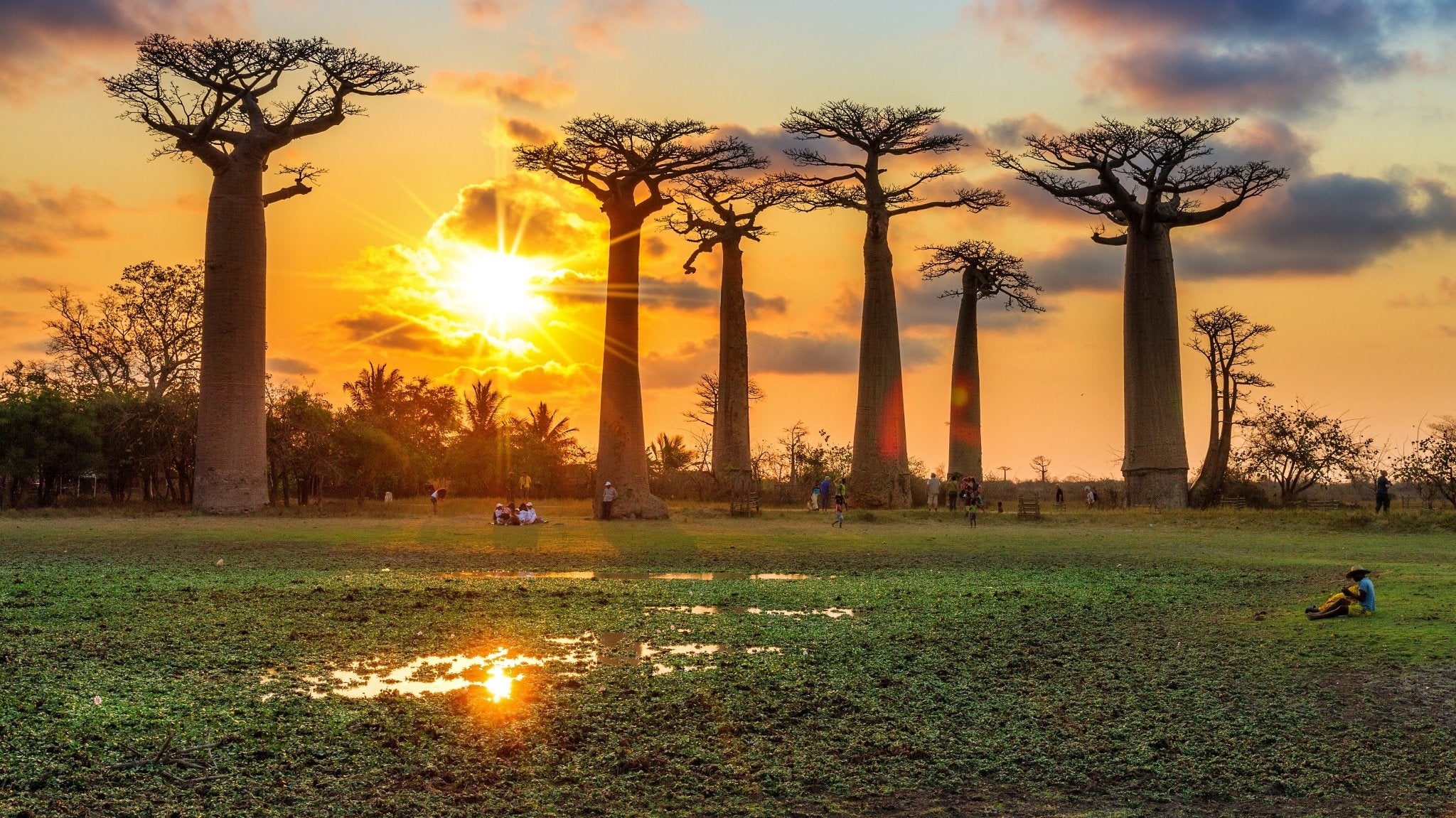 The Majestic Giants of the Savanna - Abate